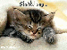5.22.gif